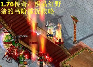 1.76传奇：极品红野猪的高阶捕捉攻略